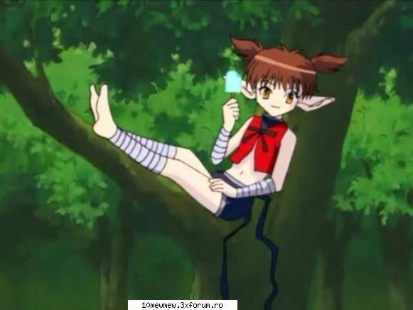 Poze - Miko - Tarb